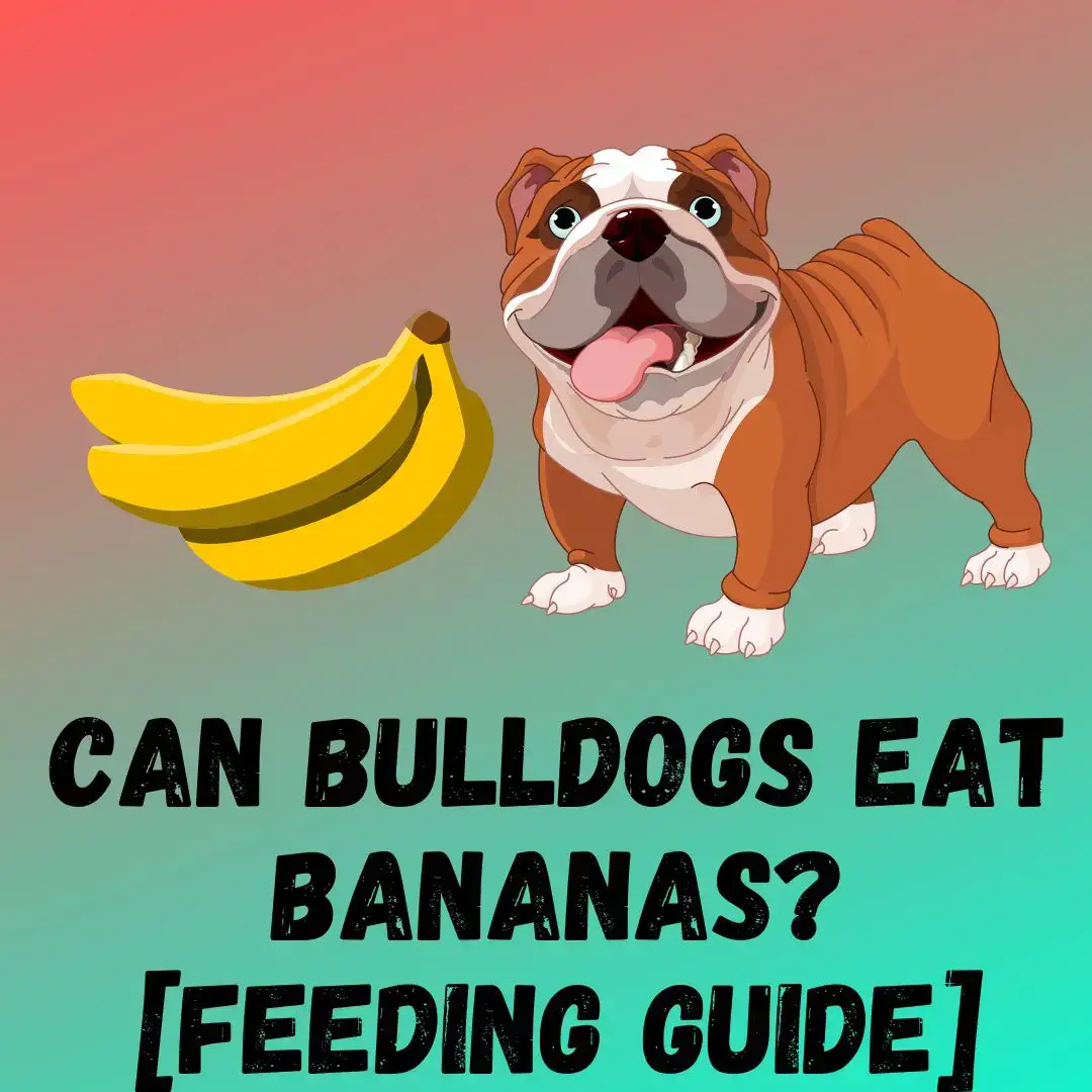 are bananas good for the cane corso