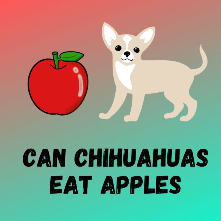 can-chihuahua-eat-apples-feeding-guide