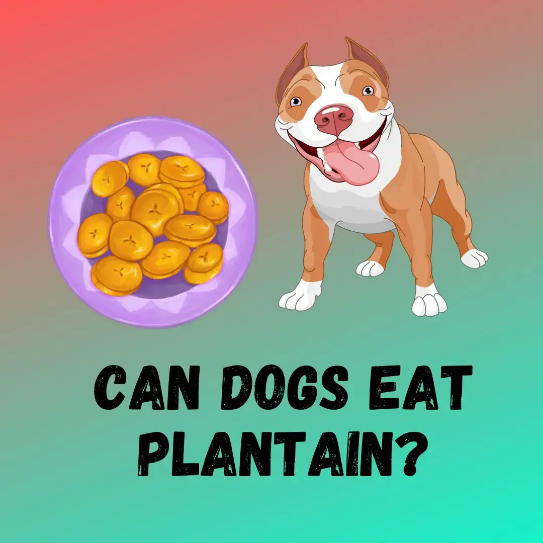 are plantains chips bad for dogs