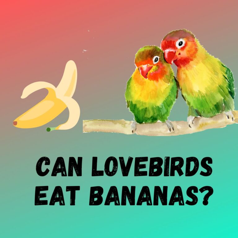 can-lovebirds-eat-bananas-and-the-peels