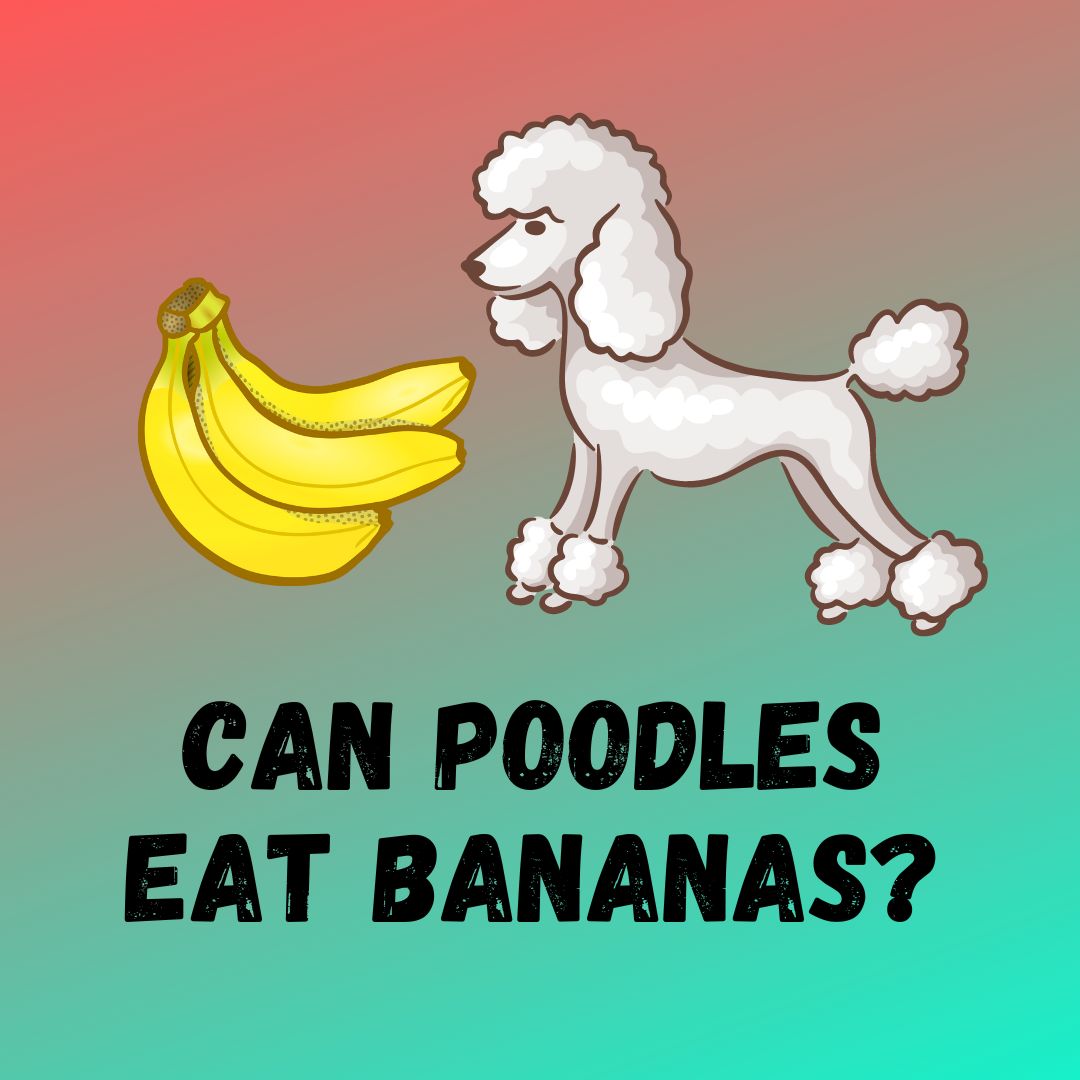 Can Poodles Eat Bananas Feeding Guide 