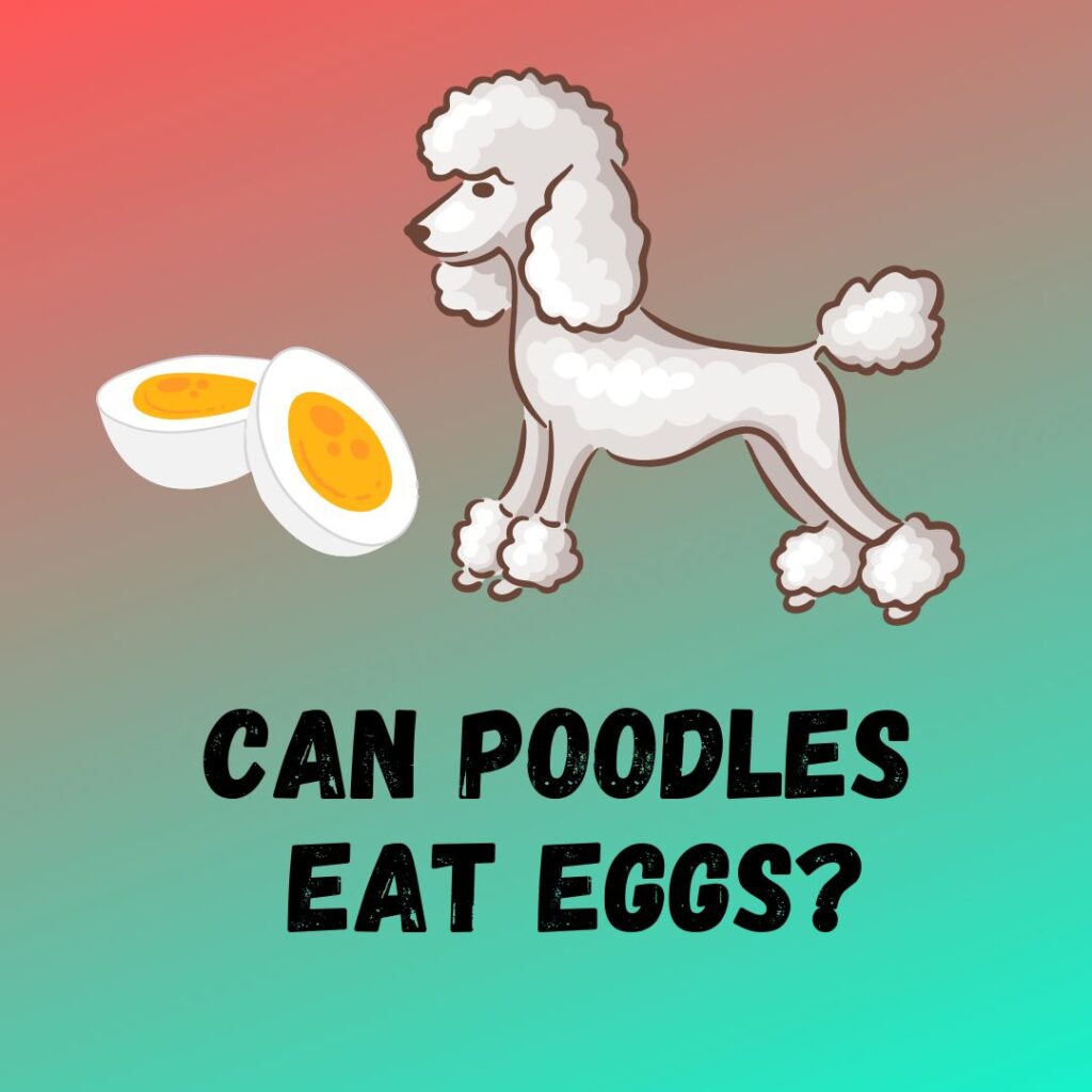 Can Poodles Eat Eggs Pros And Cons