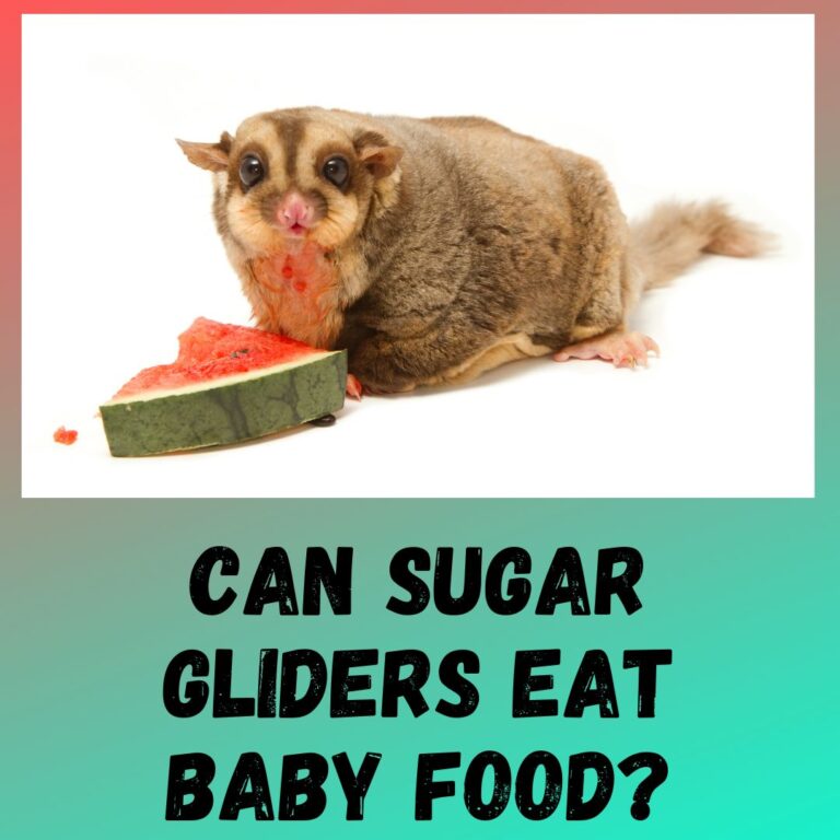 Can Baby Sugar Gliders Eat Bananas