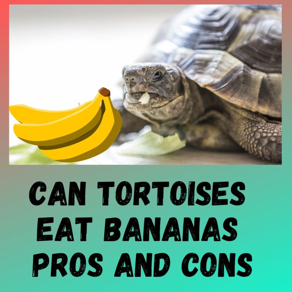 Can Tortoises Eat Bananas And The Peel 