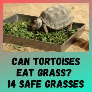 Can Tortoises Eat Grass? [14 Tortoise Safe Grasses]