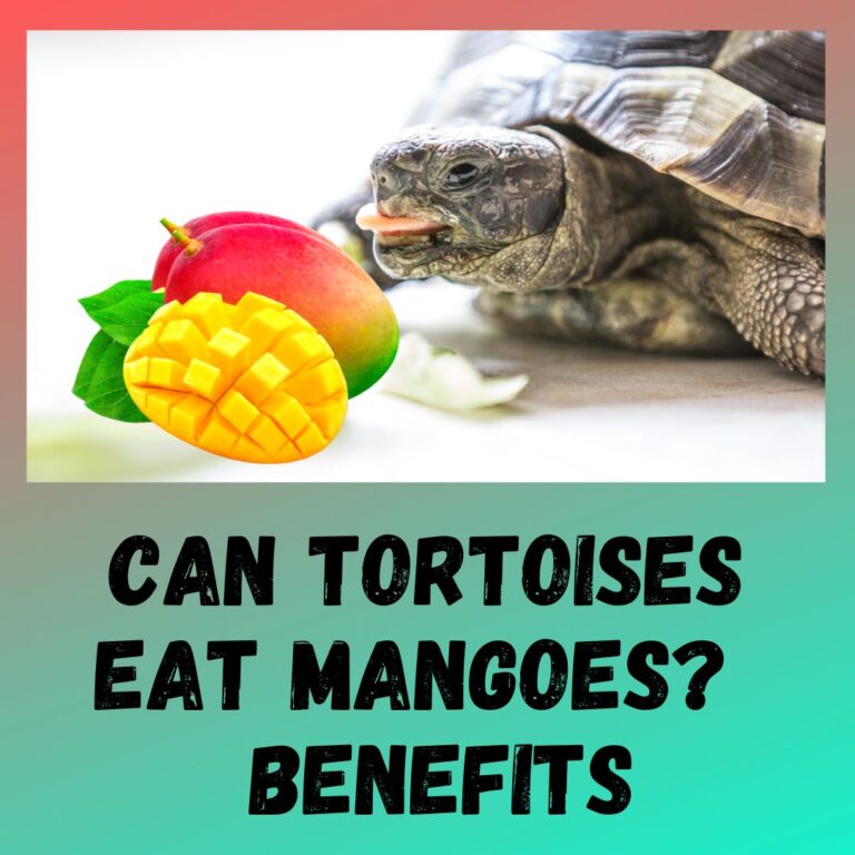 Can Tortoises Eat Mangoes?! [3 BENEFITS]?