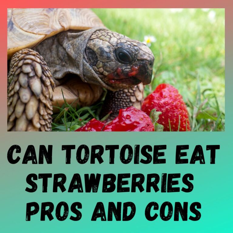 Can Tortoises Eat Strawberries? [health Benefits]