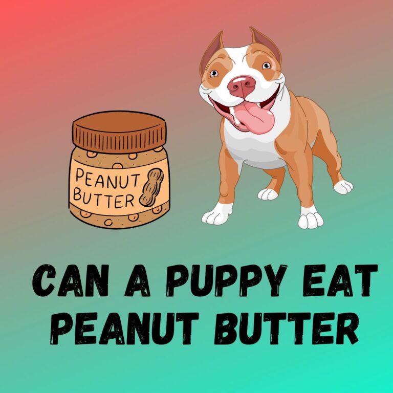 can-a-puppy-eat-peanut-butter-feeding-guide