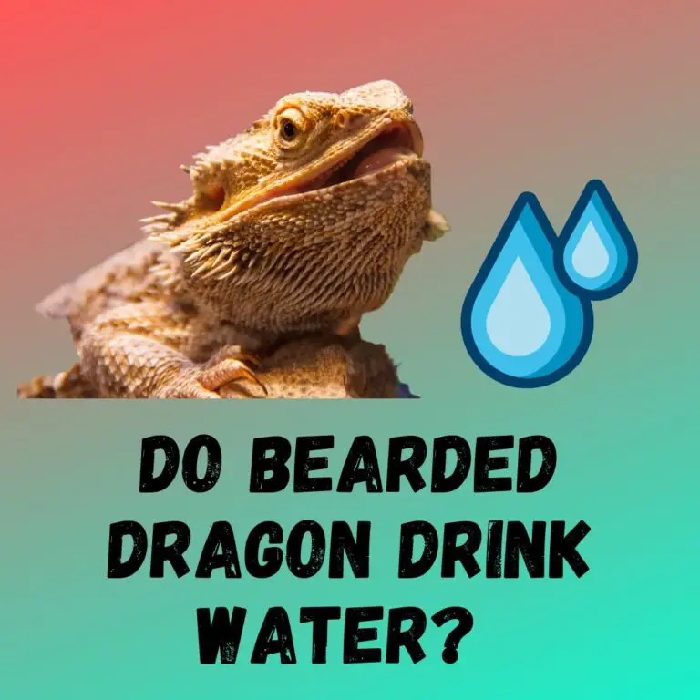 Do Bearded Dragon Drink Water? (6 Rehydration Techniques)