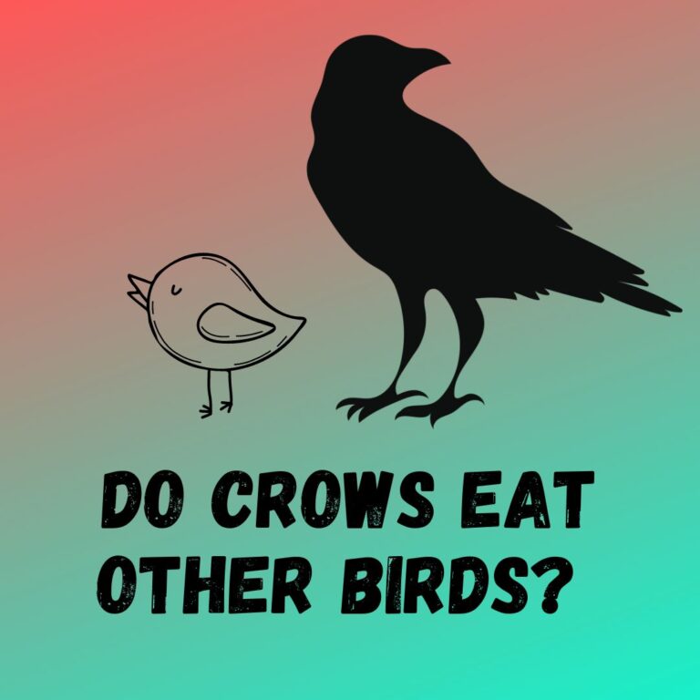 do-crows-eat-other-birds-crows-bird-feed-list