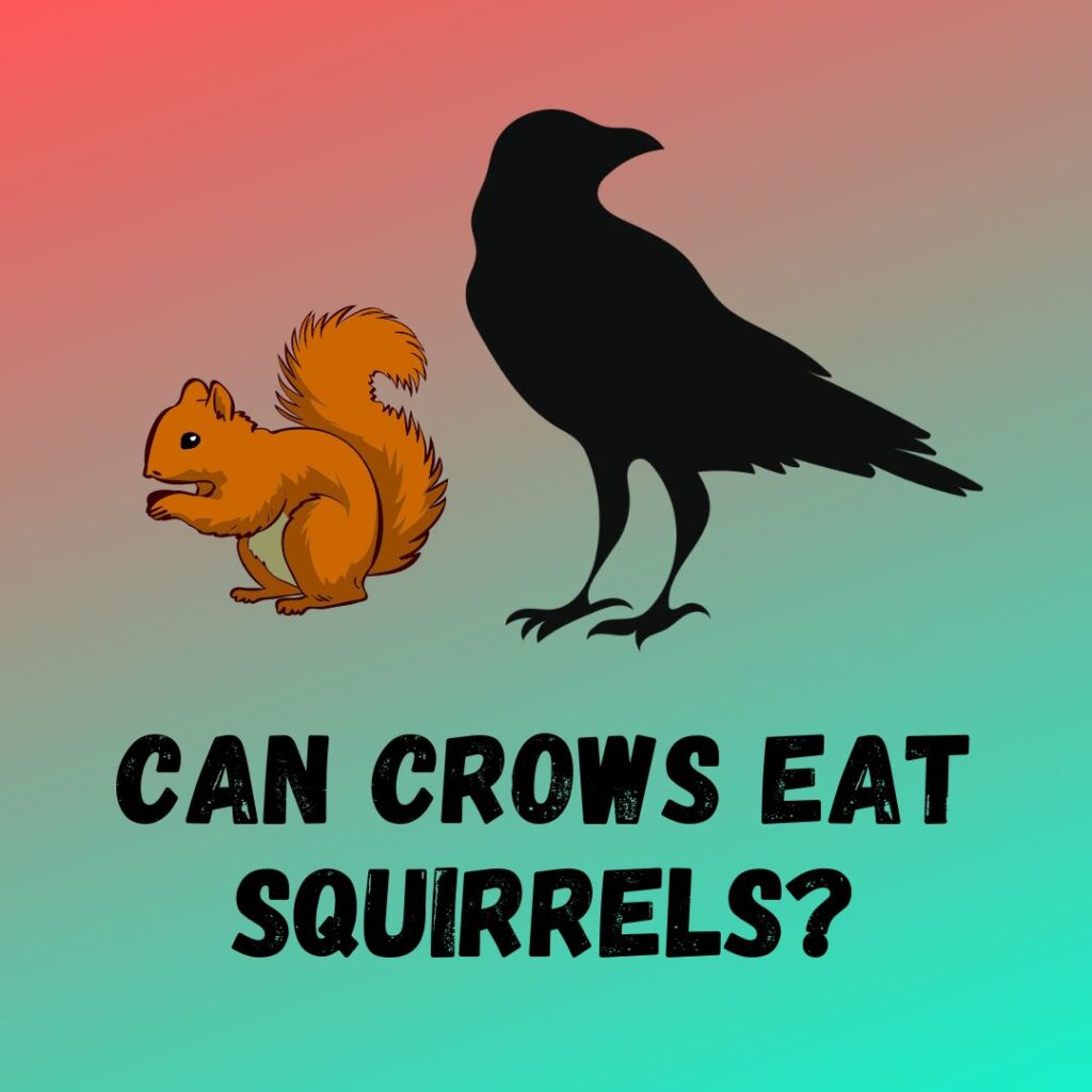 Do Crows Eat Squirrels? Do They Attack And Kill Squirrels?