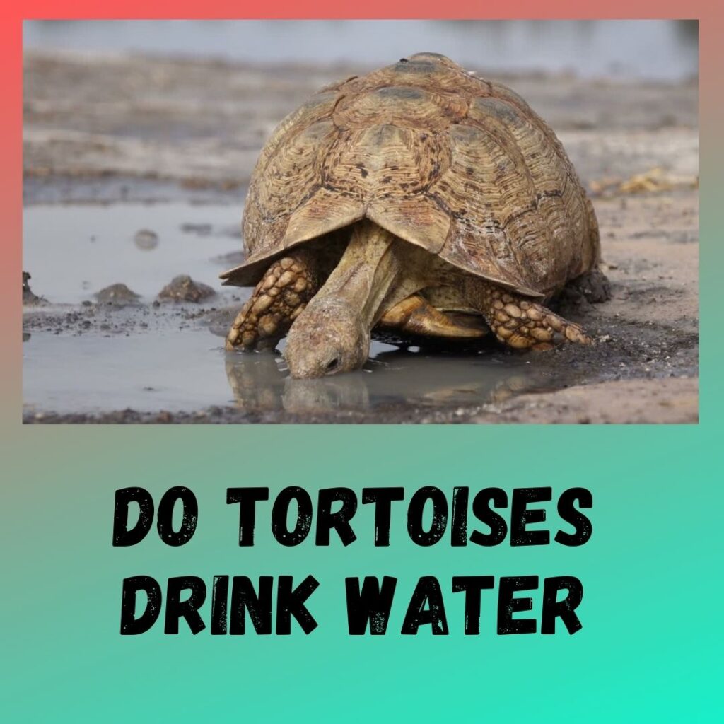 do-tortoises-drink-water-9-signs-of-dehydration