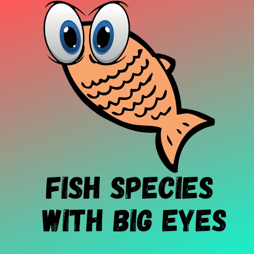 20+Fish Species With Big Eyes (Protruding/Bulging Eyes)