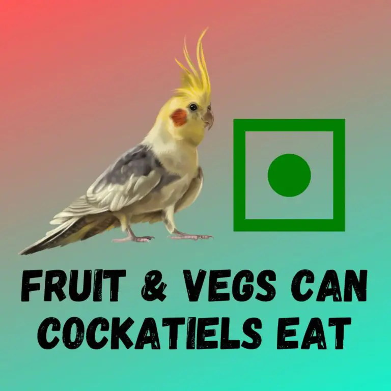 what-fruit-and-vegetables-can-cockatiels-eat-32-examples