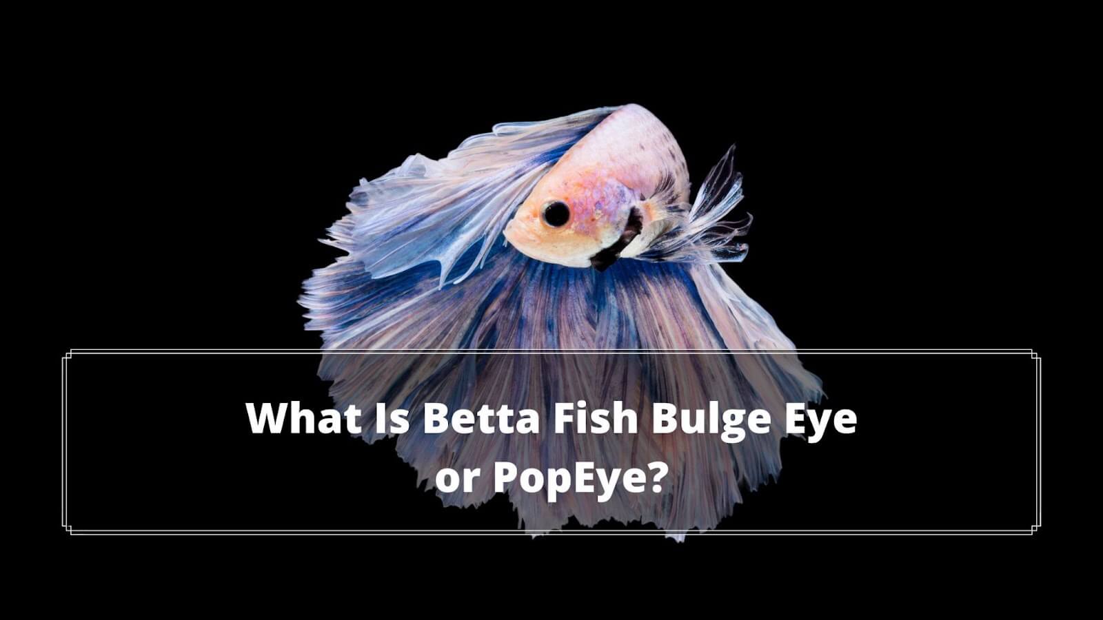 Betta Fish Eye Bulging: The 