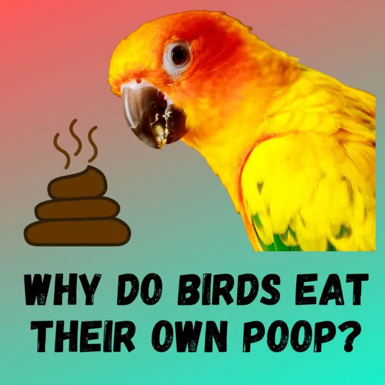 why-do-birds-eat-their-own-poop-how-to-stop-it