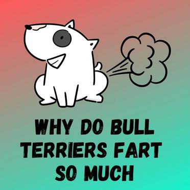 are bull terriers gassy