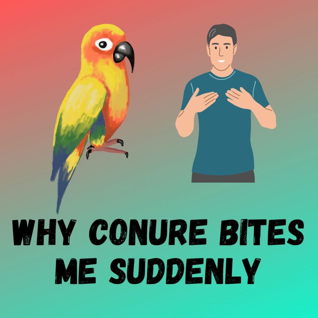 why-is-my-conure-biting-me-all-of-a-sudden-4-tricks-to-stop-it