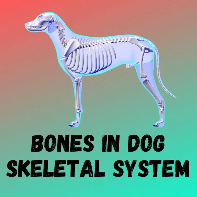 how-many-bones-make-up-the-dogs-skeleton