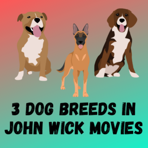 john wick dog breed 2