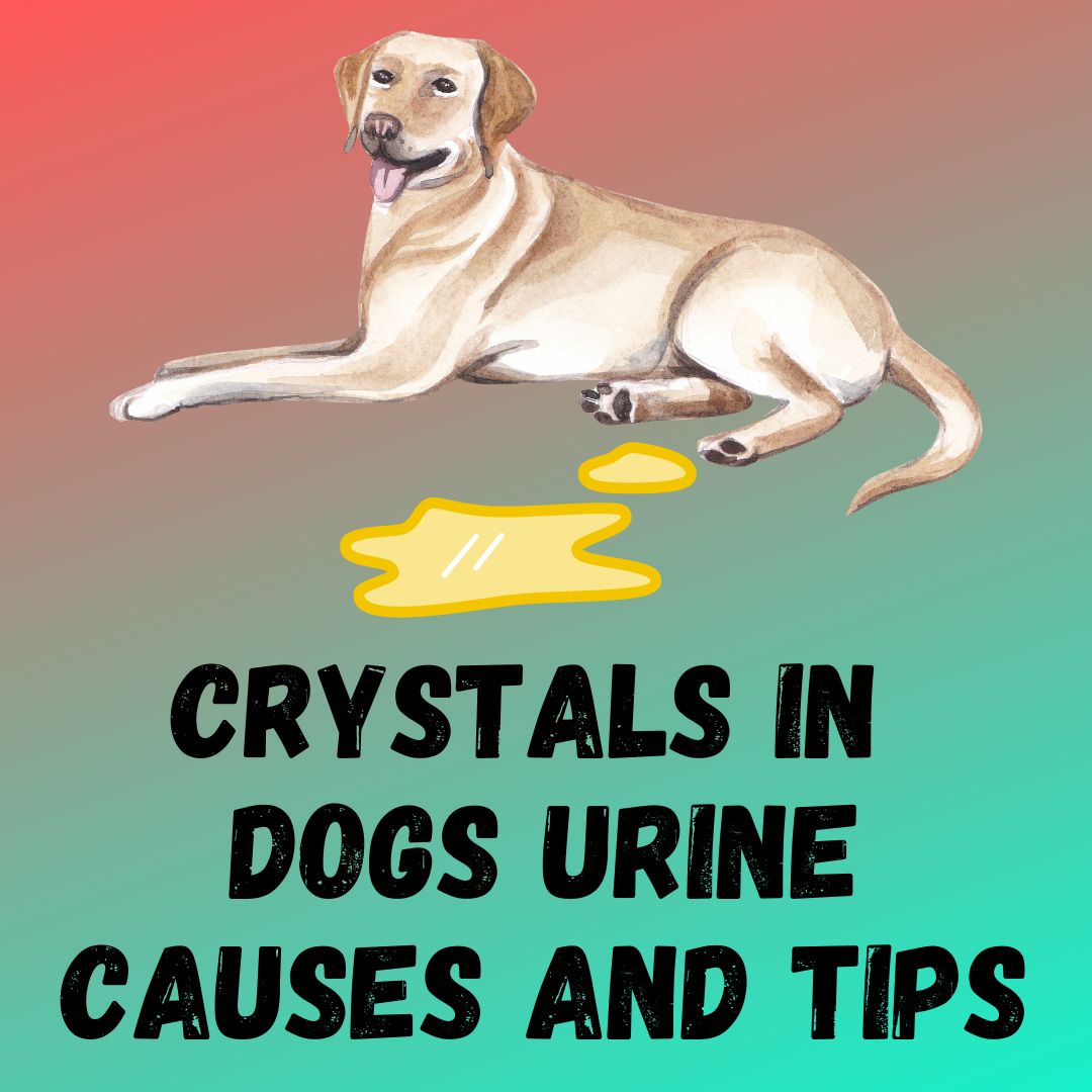 Crystals in Dogs Urine: [Causes, Types and Treatment]