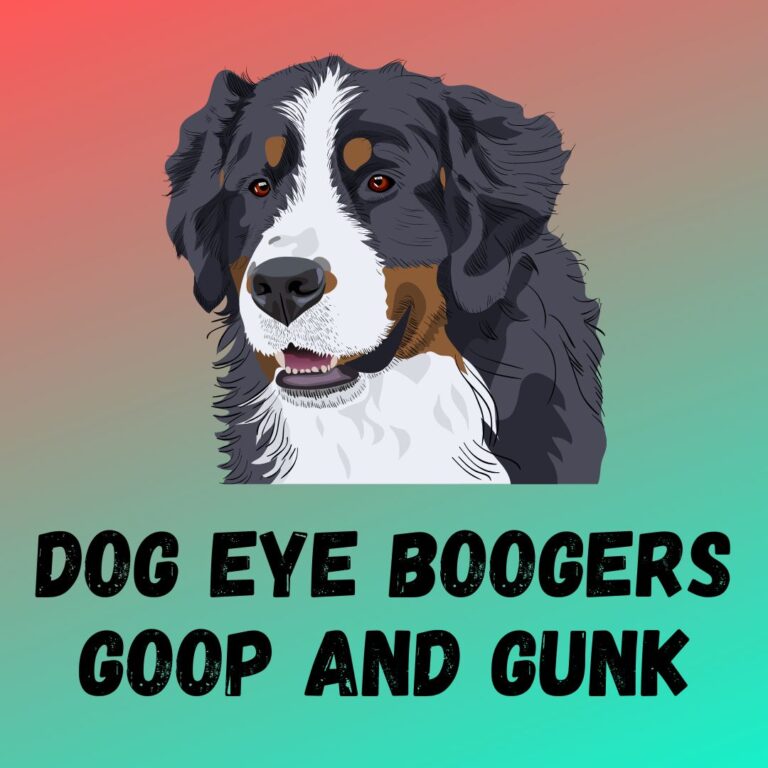 dog-eye-boogers-goop-and-gunk-6-reasons-and-5-remedies