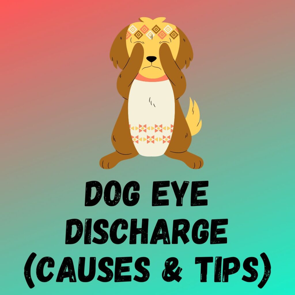 Dog Eye Discharge Causes Treatments And Home Remedies 