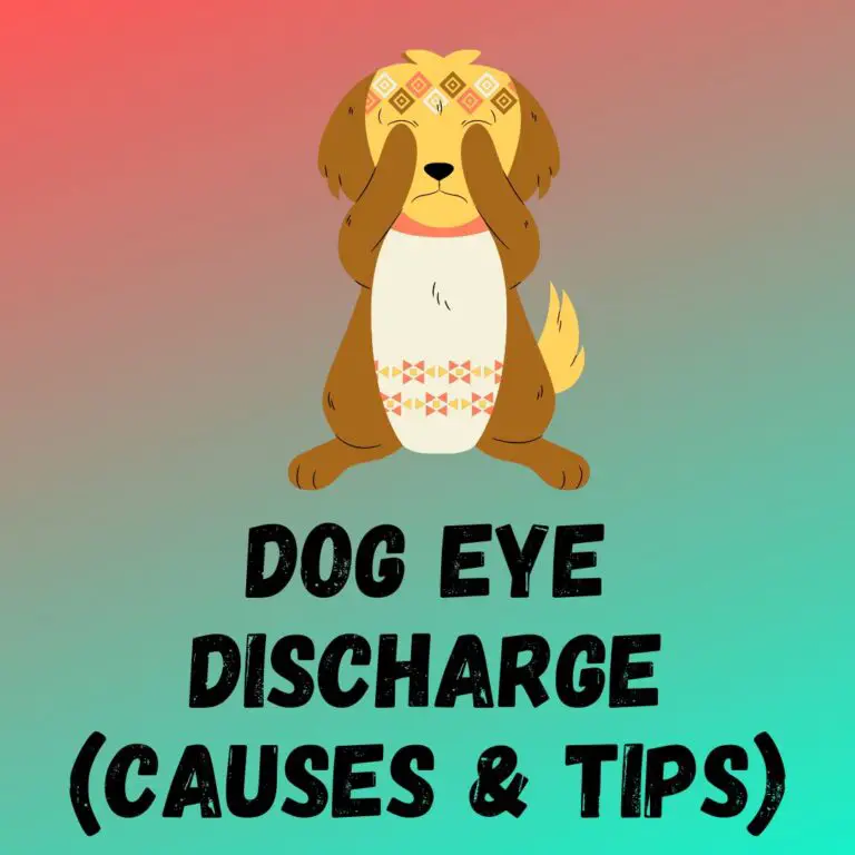 Dog Eye Discharge Treatment at James Mullens blog