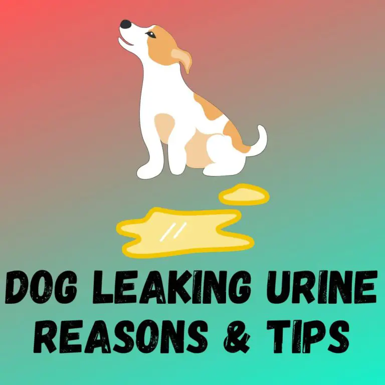 dog-leaking-urine-while-lying-or-sleeping-causes-and-treatment