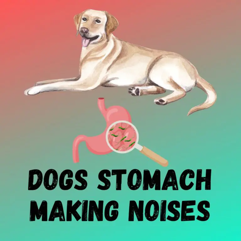 dogs-stomach-making-noises-5-reasons-and-3-remedies