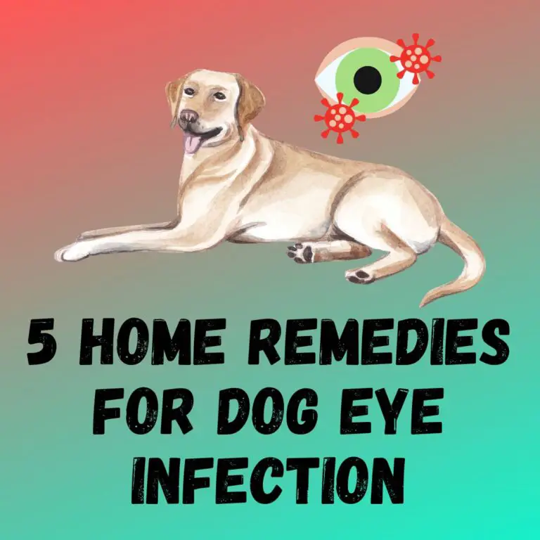 5-home-remedies-for-dog-eye-infection