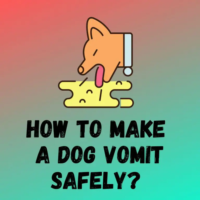 How To Make A Dog Throw Up Or Vomit Safely 3 Easy Ways