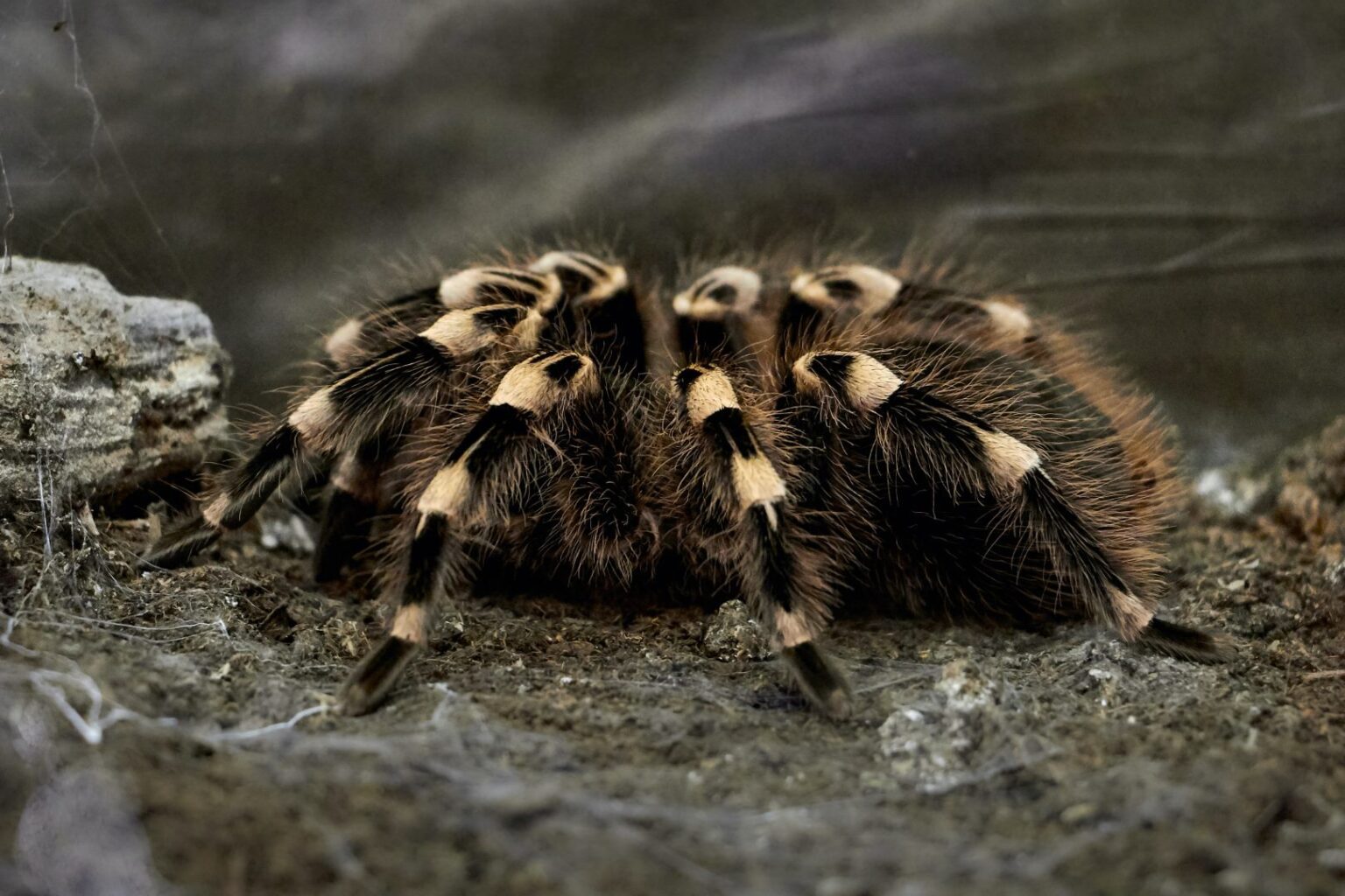 15 Reasons Why Tarantulas Are Friendly