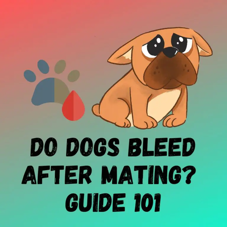 do-dogs-bleed-after-mating-normal-or-to-worry-about