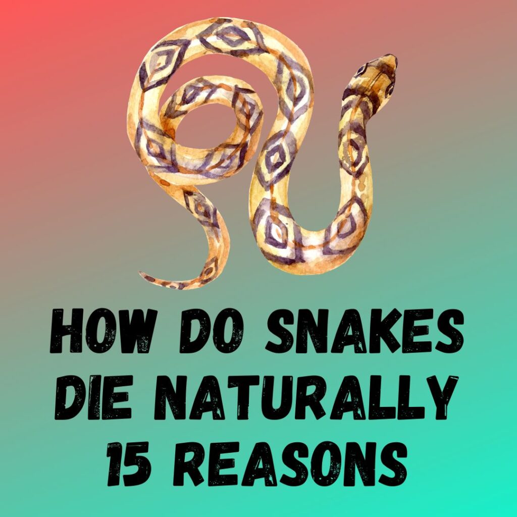 How Do Snakes Die Naturally 15 Reasons And Ways Explained