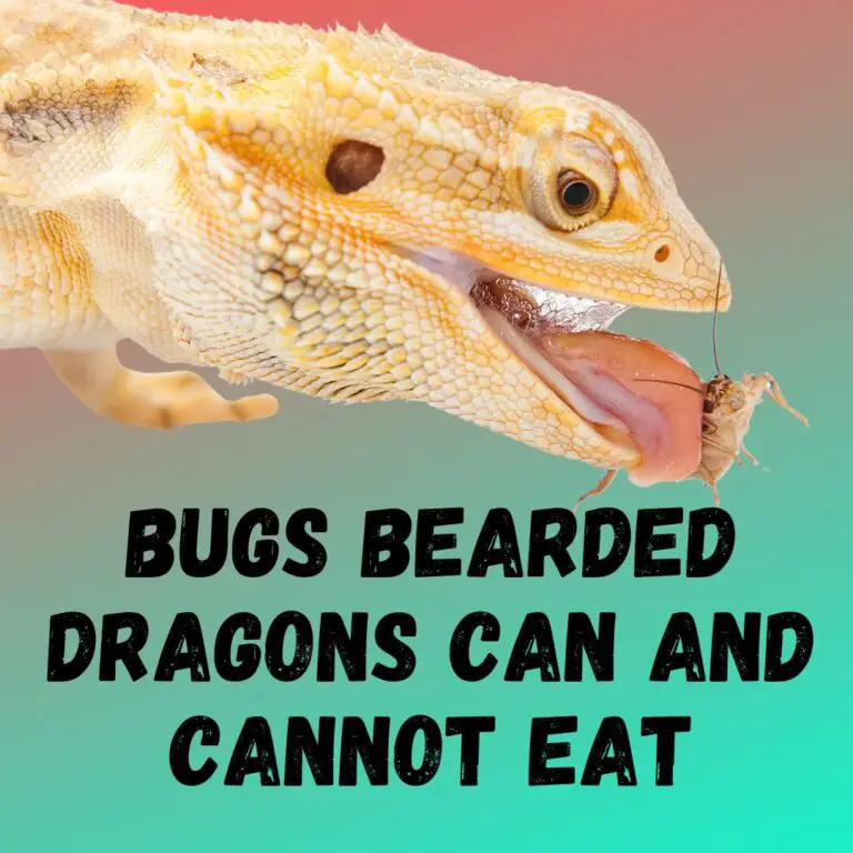 what-bugs-can-bearded-dragons-eat-which-ones-to-avoid