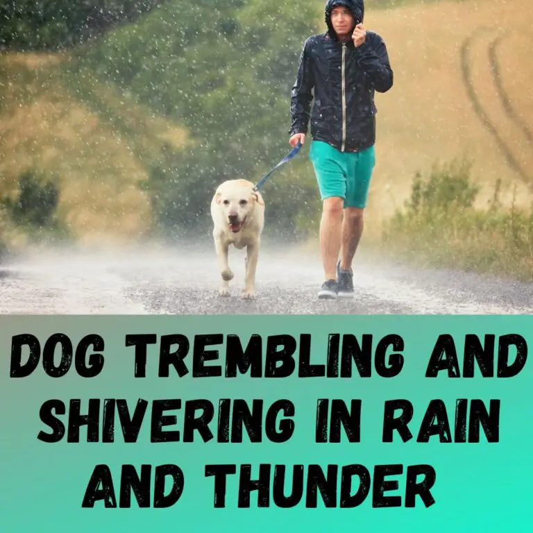 dog-trembling-and-shivering-in-rain-and-thunder-7-reasons-and-tips