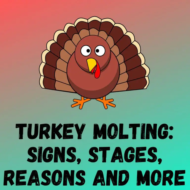 Turkey Molting Signs Stages Reasons And More