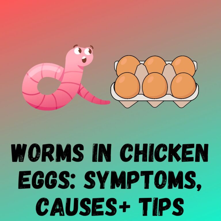 worms-in-chicken-eggs-symptoms-causes-prevention-tips