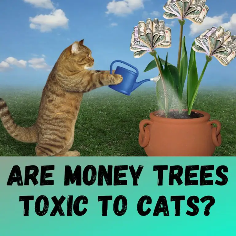 are-money-trees-toxic-to-cats-pachira-aquatica-toxicity