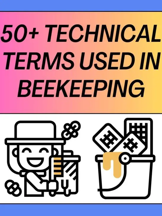 50+ Technical Terms Used In Beekeeping