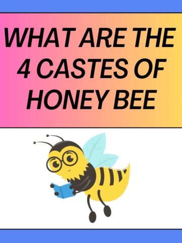 What Are The 4 Castes Of Honey Bee