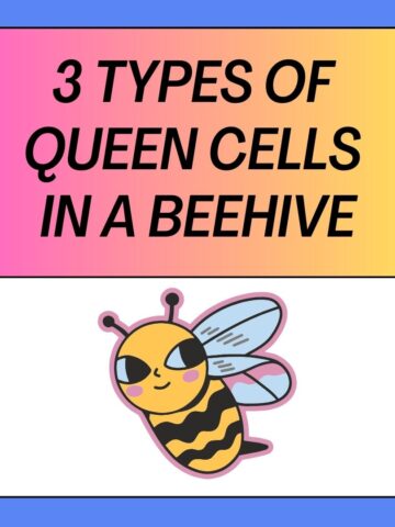 Types Of Queen Cells In A Beehive