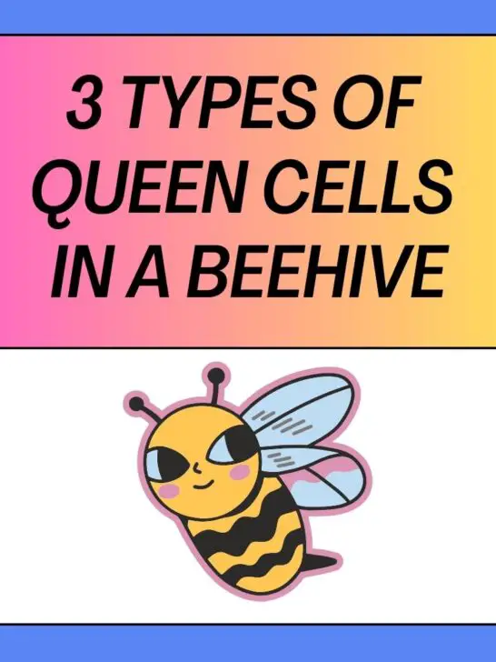 3 Types Of Queen Cells In A Beehive