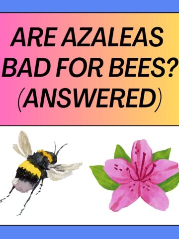 Are Azaleas Bad For Bees