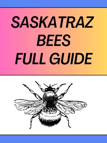 What Are Saskatraz Bees