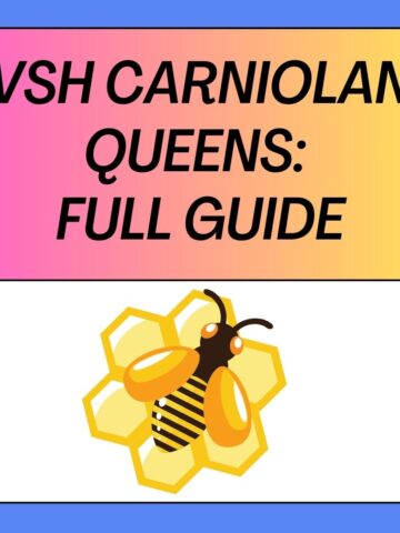 VSH Carniolan Queens