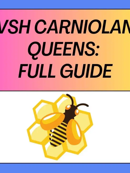 VSH Carniolan Queens: Guide to Their Characteristics and Benefits