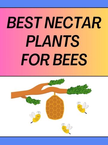 Best Nectar Plants for Bees