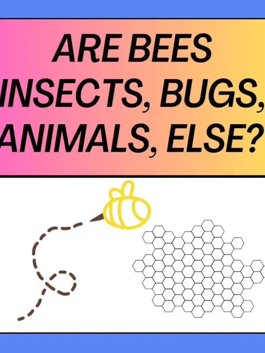 Are Bees Insects, Bugs, Animals, Mammals or Else?